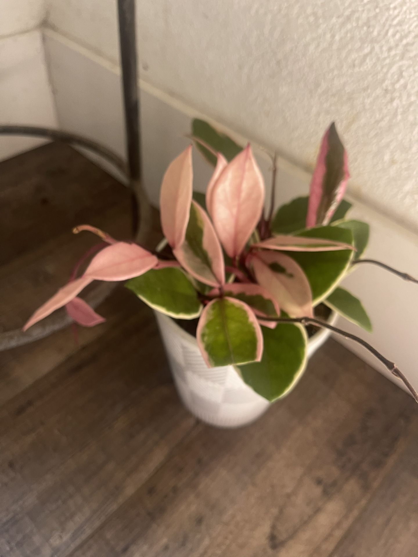 Plant For House