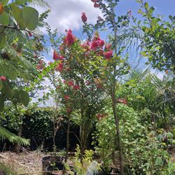 Gorgeous Pink Crape Myrtle Trees 🩷🌳$200