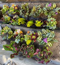 Little pretty plants in pots , read description