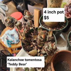 Teddy Bear Succulents