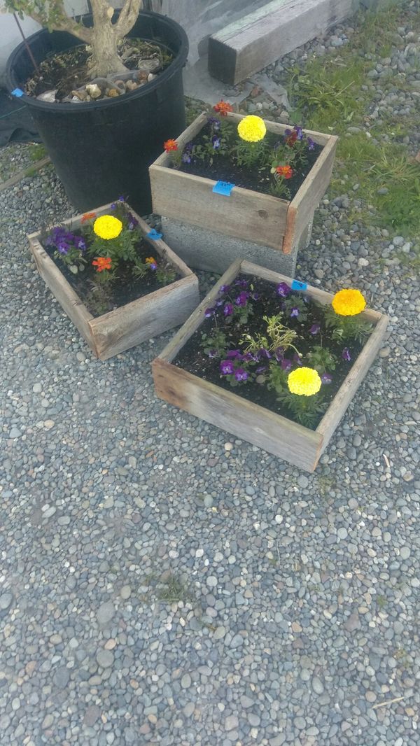 cedar plant boxes w/ live plants for sale in olympia, wa