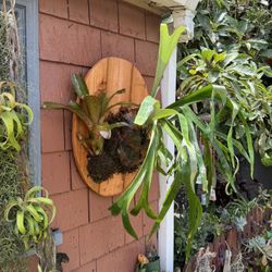 Mounted Staghorn Fern & Bromeliad Combo