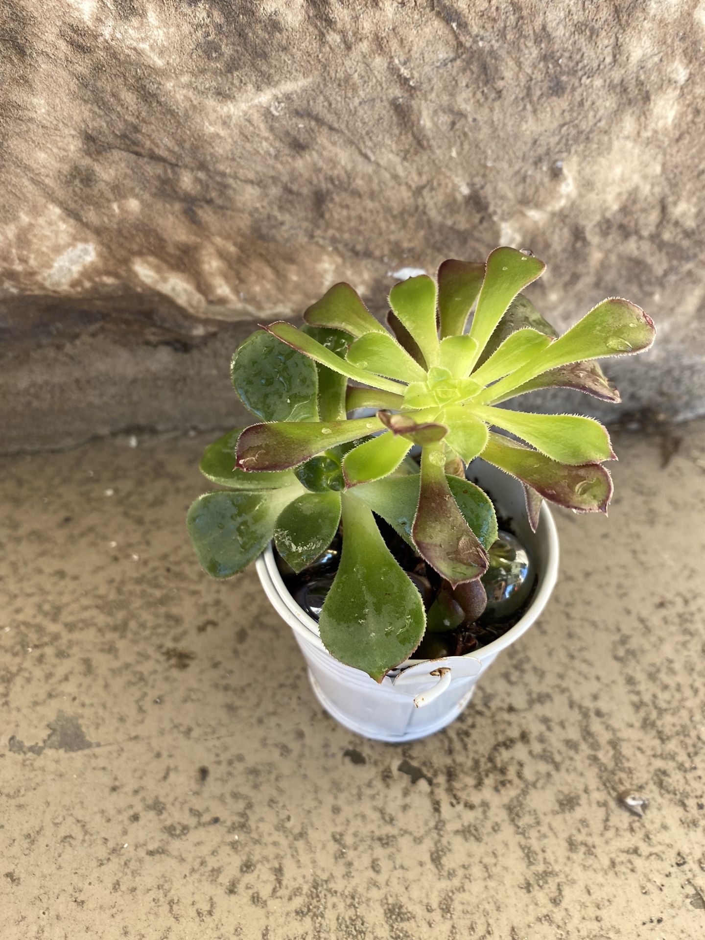 Mini Succulent Arrangement