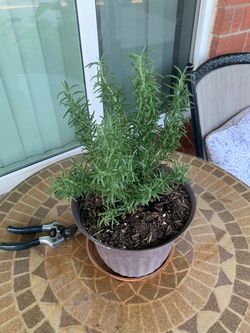 An example of plants we have available