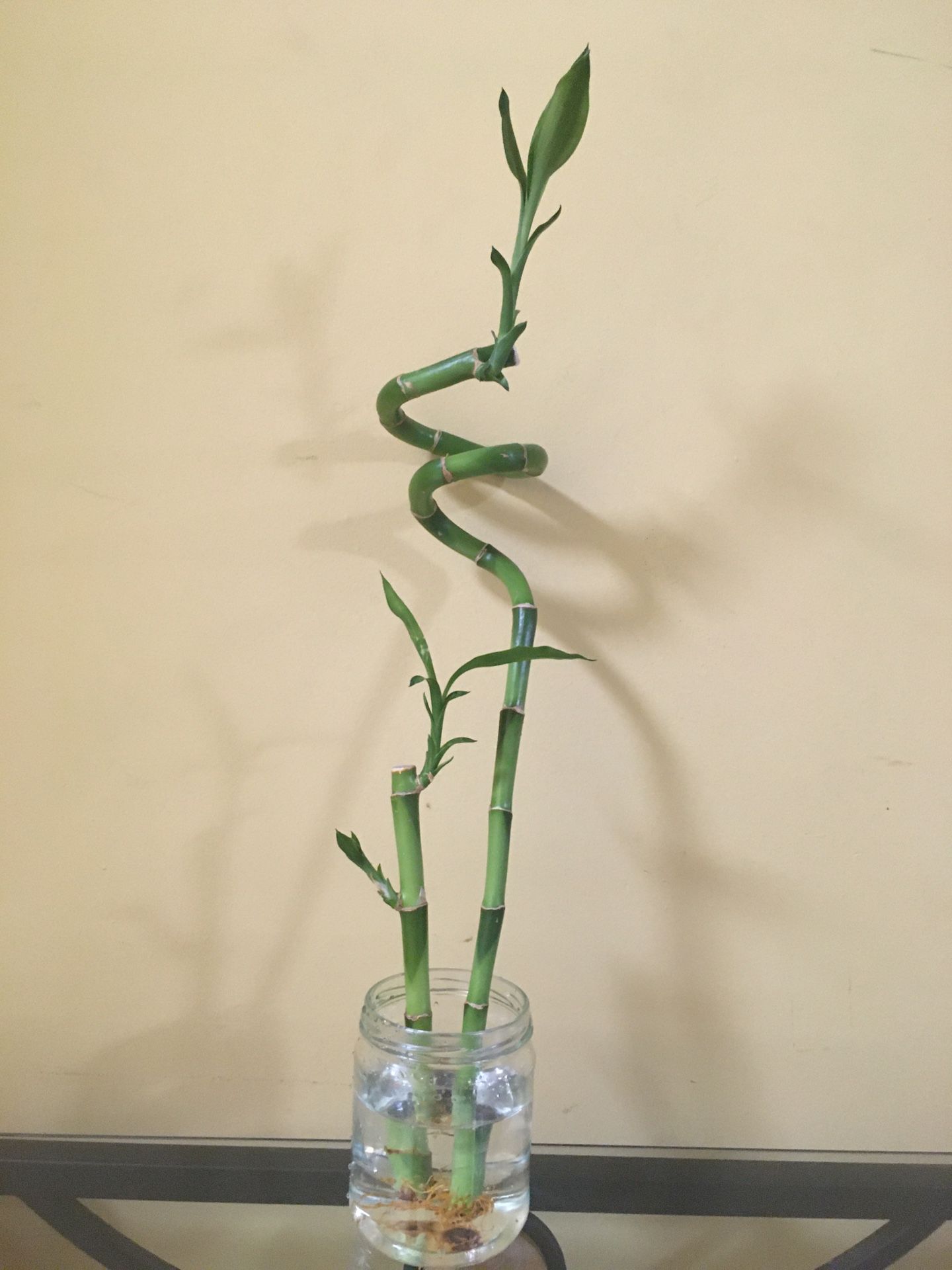 Bamboo plant