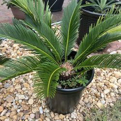 Big Sago Palm 🪴