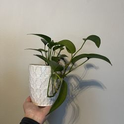 House Plant