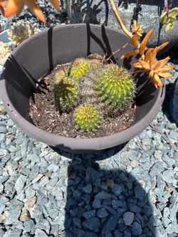 Cluster Cactus Arrangement – Easy Care Succulent 🌵