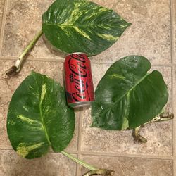 Giant Golden Pothos Cuttings Ready For A Moss Pole