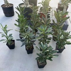 Desert Rose Adenium Obesum Bonsai Succulent 