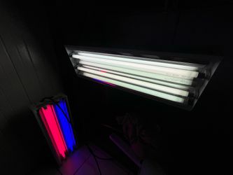 Argo Lights