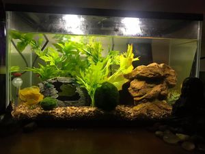 New And Used Fish Tank Decorations For Sale In Salt Lake City Ut