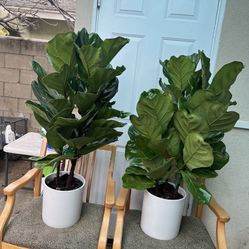 3 Stem Ficus Lyrata