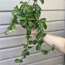 6” hoya krinkle 
