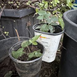 Blackberry Plant 🪴 2 Available $10 Each