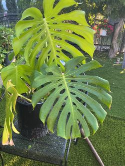 Monstera