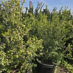 Boxwood