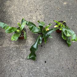 Staghorn Fern Plants House Plants (pls Read Description Below)