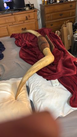 Mounted and polished Texas Longhorn steer horns