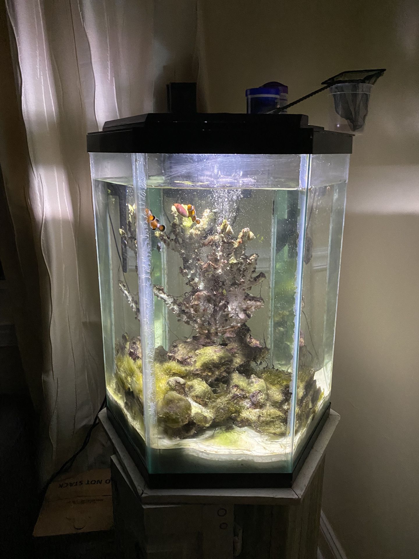 30 Gallon Saltwater Fish Tank- Urgently Need It To Go Due To A Move Out