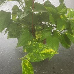 Golden Pathos Plants