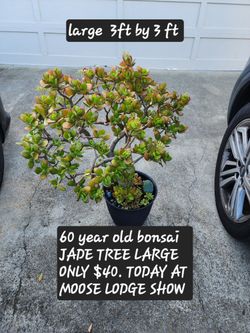 PLANT SHOW TODAY IN CASTRO VALLEY MOOSE LODGE TODAY 11/29