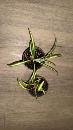 Spider plant 🌱