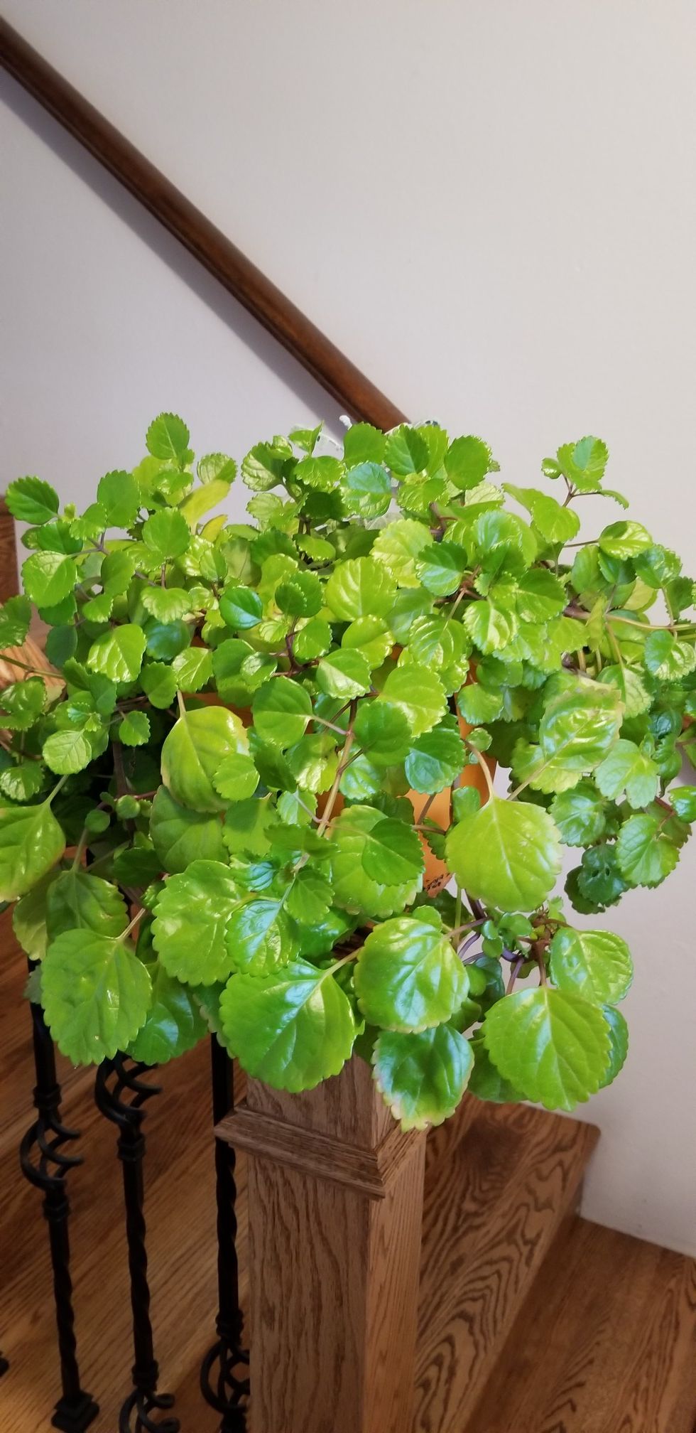 Plectranthus Australis - Swedish Ivy Begonia Beautiful Green Foliage Houseplant