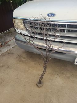 Reptile or bird branch