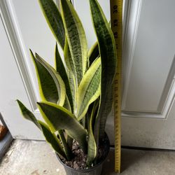 Premium/Full/lush ~2.5-3ft tall (10” pot) snake plant with baby plant sprouting; 95820