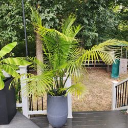 Huge Palm Tree In Planter 
