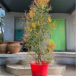 Large Fire Stick Plant Tree