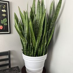 Snake Plant 