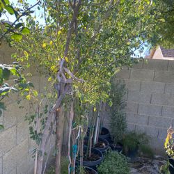 Guamuchiles Dulces Rojos  6a 7 Pies De Grandes Cada Uno 