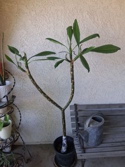 Pink Plumeria Tree Plant