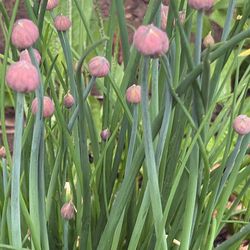Chives