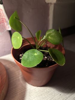 money plant