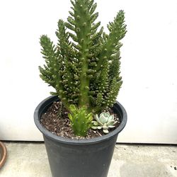 Opuntia monacantha cactus- Five gallon