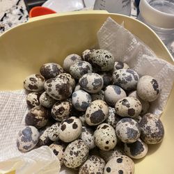 Quail Eggs 