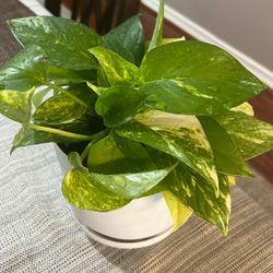 Marbled Pothos 