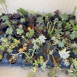 Succulents, Cacti And Much More…..