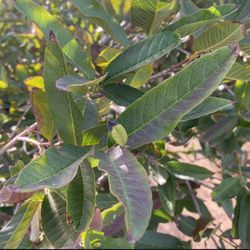 Hojas De Guayabas $10 La Bolsa