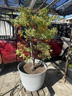 Round Kumquat Plant For Sale