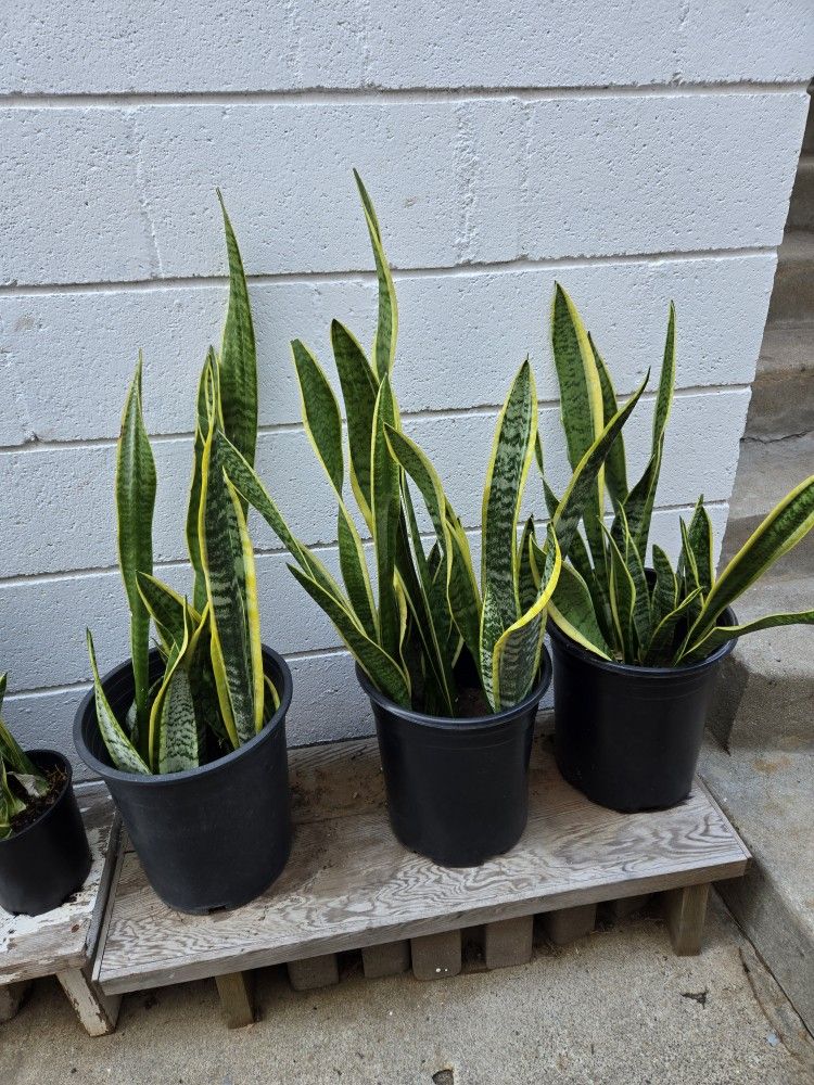 "Snake" Plants