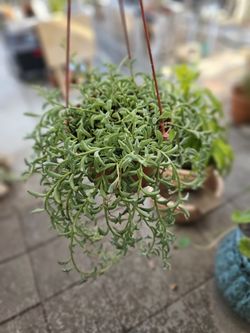 6" String Of Dolphins 🐬 Plant