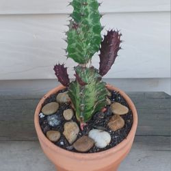 Euphorbia Red Succulent Plant 🪴 (C) 