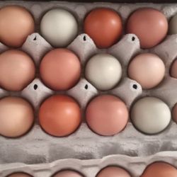 Quality Eggs Collected Daily 🥚 