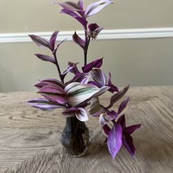 2 Small Tradescantia Nanouk Plants