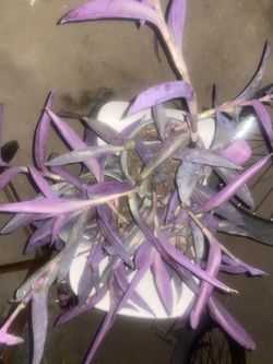 Plant