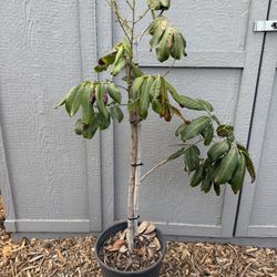 Cheap ugly Longan Trees